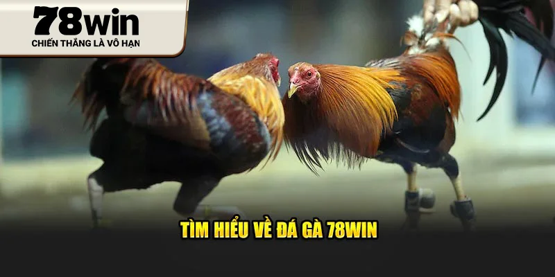 Tìm hiểu về Đá Gà 78Win